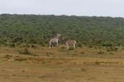 06 - Addo Elephant NP (11)